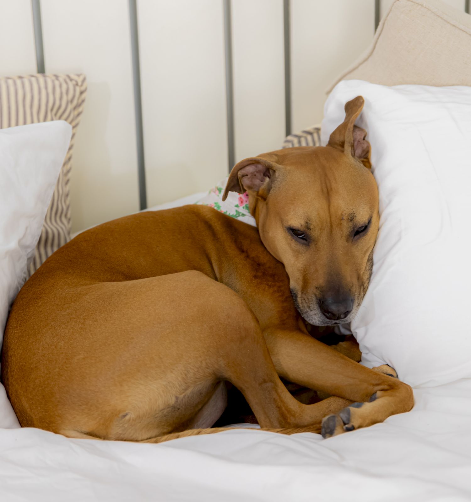 A brown dog is curled up and resting on a white bed with several pillows behind it. The dog appears to be relaxing comfortably.