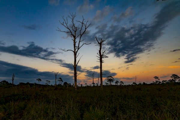 The image shows a scenic sunset with silhouetted dead trees in a grassy field, casting a dramatic sky with clouds.