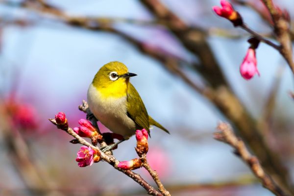 A small bird with a yellow belly and white eye-ring perched on a branch with pink blossoms in the background.